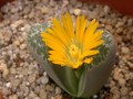 lithops helmutii 04