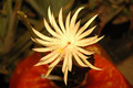 epiphyllum phyllanthus hookeri strictum 03