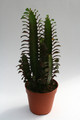 euphorbia trigona rubra 0194