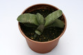 gasteria glauca es1366 8035