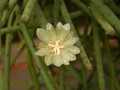 rhipsalis dissimilis 01