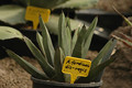 agave ferdinandis-regis 02