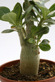 adenium multiflorum 15cm 9535