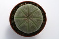 euphorbia symmetrica 9799 sm