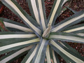 agave withe stripes02