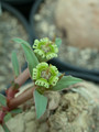 euphorbia trichadenia 08