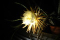 selenicereus coniflorus 1375