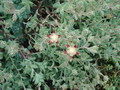 graptopetalum macdougallii 8459