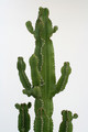 euphorbia ingens 150cm 3771