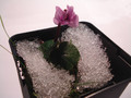 cyclamen coum 021