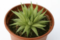 haworthia marumiana graaf reinet 7263