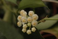 hoya lacunosa 1146