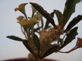 euphorbia capsaintmariensis 63