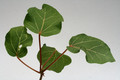 ficus abutifolia 9671