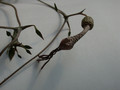 ceropegia simonae rauh73313 es3409 01