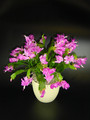 schlumbergera naomi