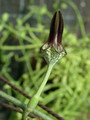 ceropegia juncea 02