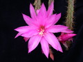 aporocactus fairy dancer 983021