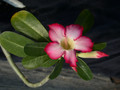 adenium obesum multiflorum 01