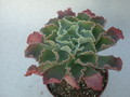 echeveria shawiana 9995