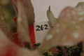 eh oswald knebel jr 262 09