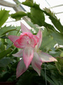 schlumbergera chiba princess 05
