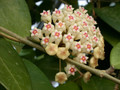 hoya parasitica 0208 3