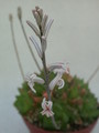 haworthia cuspidata 18