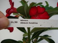 adenium obesum sunshine 673