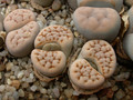 lithops karasmontana c223 02