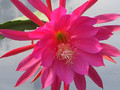 epicactus h m wegener 169 0438