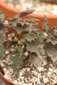 euphorbia ambovombensis 1110