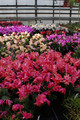 schlumbergera sorten 10007