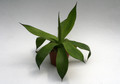 agave polyacantha xalapensis neu 0163