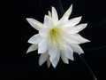 eh snowflake 8960 07