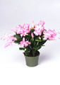 schlumbergera thor pandora