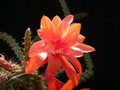 aporocactus pretty orange vs rettig 02