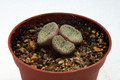 conophytum obcordellum declinatum 2857
