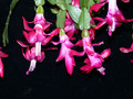 schlumbergera welling cherry 22
