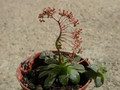 crassula orbiculata monst bl2