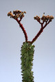 monadenium spectabile 8142