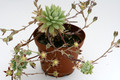 graptopetalum macdougallii 9238