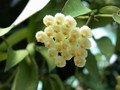 hoya lacunosa 4055 2