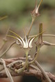 ceropegia stapeliaeformis 8764