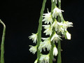 rhipsalis warmingiana07 35