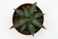 agave funkiana la placida hgo 8826