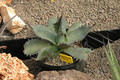 agave salmiana ferox