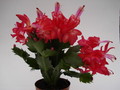 schlumbergera scarlet flame 1611
