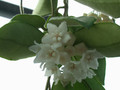 hoya thomsonii 3857 02jpg