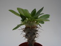 pachypodium brevicaule 738